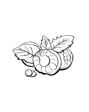 水果插畫