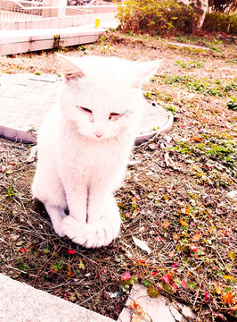 路边乖巧的白猫