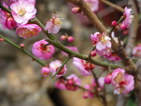 梅花