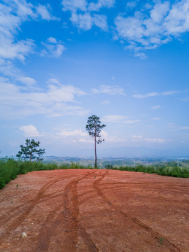 一棵松树