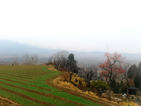 冬小麦田