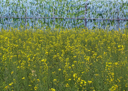 油菜花海