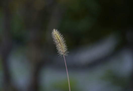 狗尾草