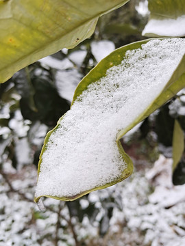 冬天里树叶上的雪景JPG