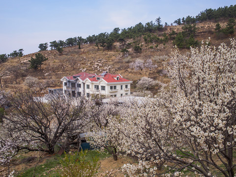 嶗山春光