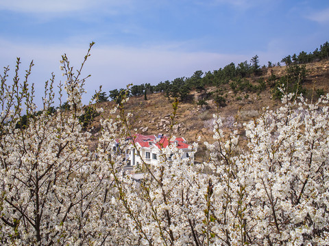 崂山春光