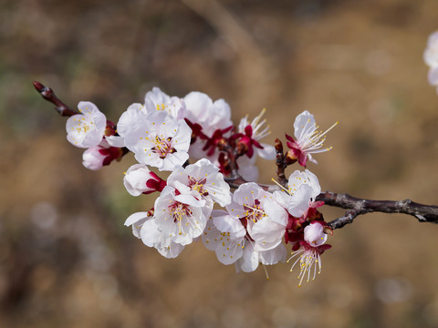 樱桃花