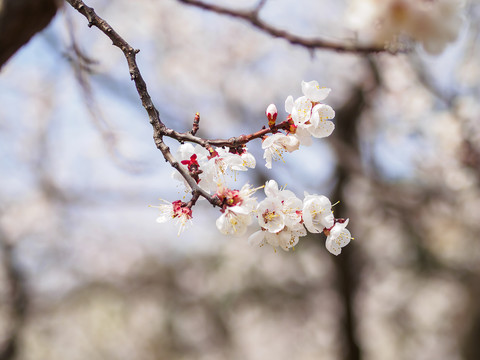 樱桃花