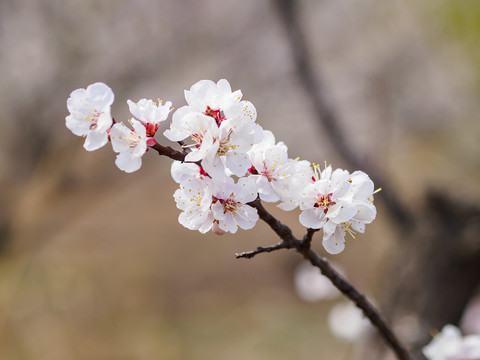 樱桃花