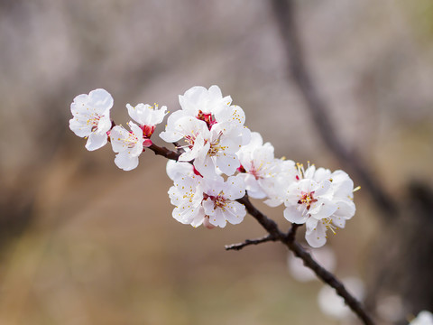 樱桃花