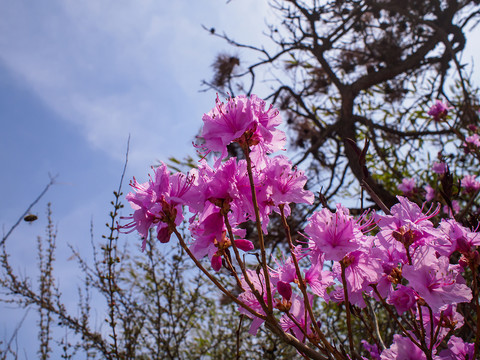 野生杜鹃花