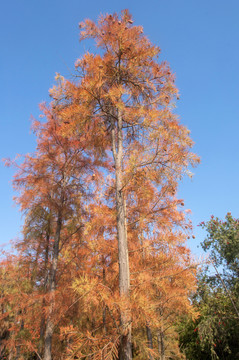秋冬水杉