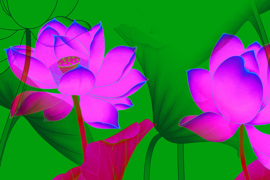 高清荷花背景墻