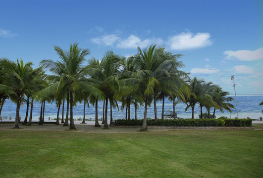 海滨椰林