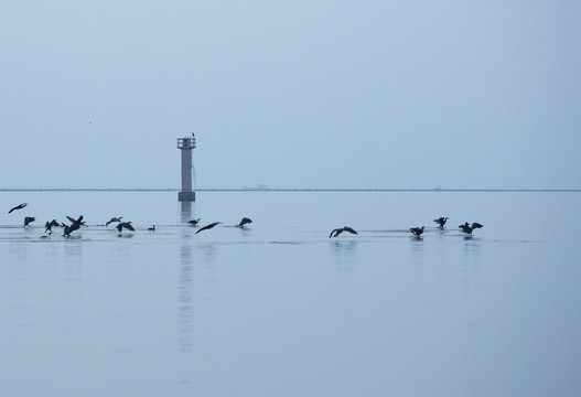 海鸥戏水