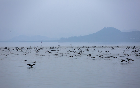 海鸥戏水