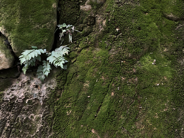 青苔背景