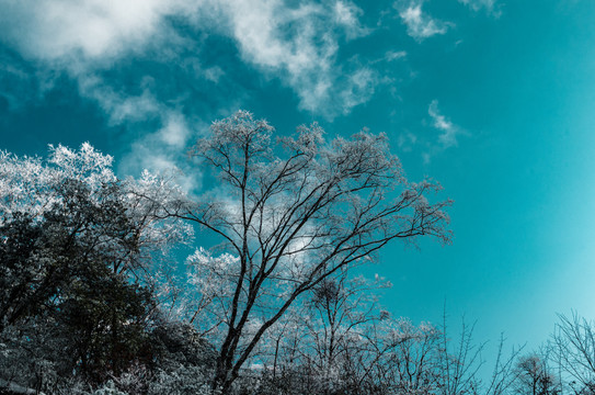 天燕雪季