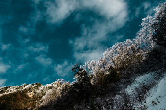 天燕雪季