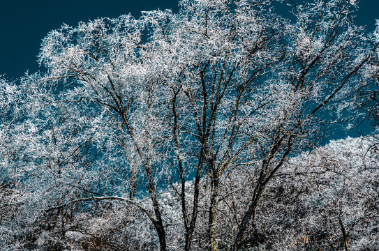 天燕雪季