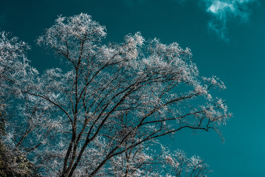 天燕雪季