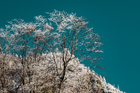 神农架天燕雪季