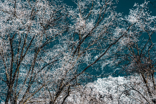 神农架天燕雪季