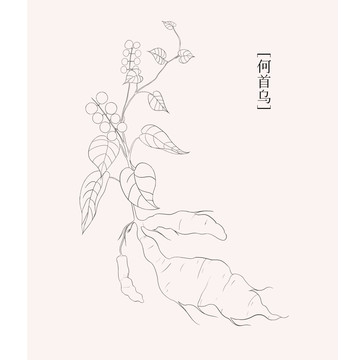 手繪何首烏線條插畫