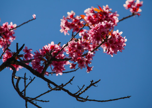 冬樱花