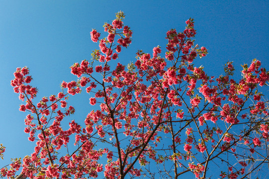 冬樱花