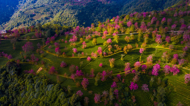 樱花谷