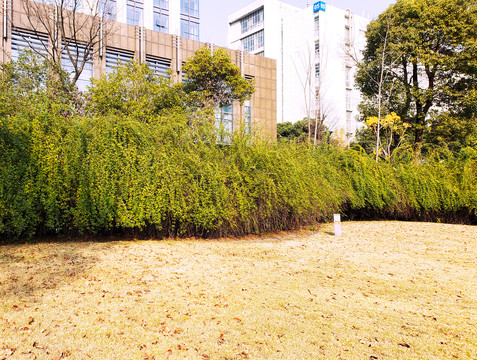 写字楼下藤蔓植物围合的草坪