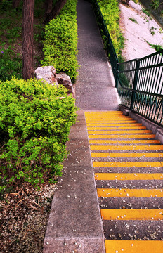 落满花瓣的黄色台阶