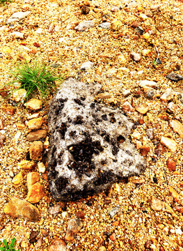 金色沙滩上多孔的岩石