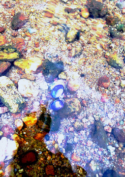 清澈河水中五彩的贝壳和卵石