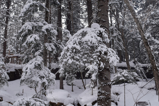 长白山原始森林雪景