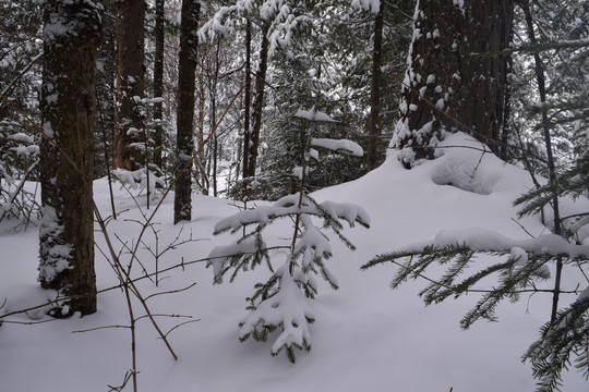 长白山原始森林大雪