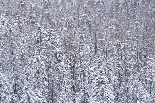 长白山原始森林雪景