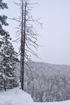 长白山雪景素材