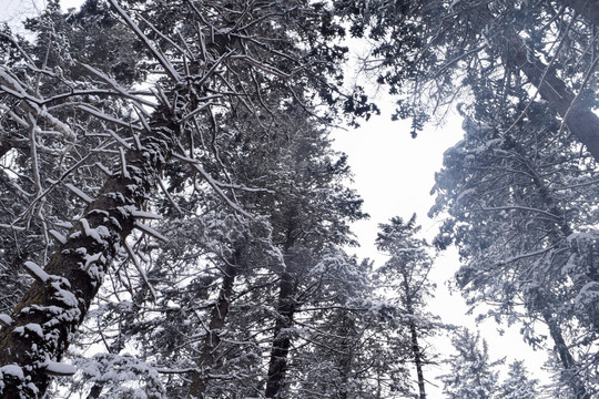 长白山雪季素材