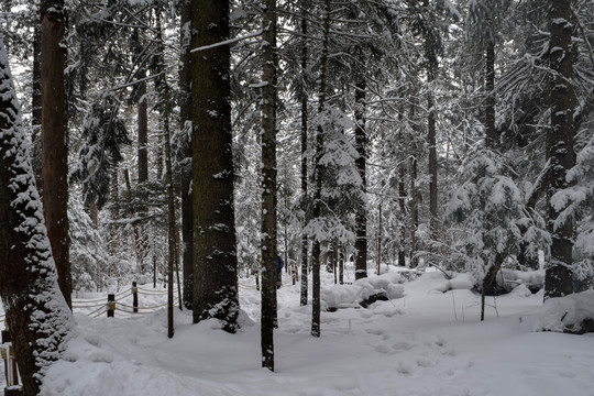 长白山原始森林雪景