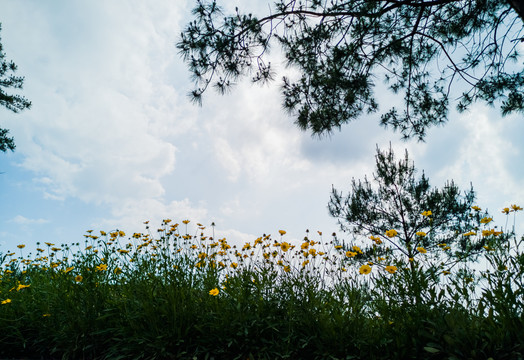 格桑花花丛