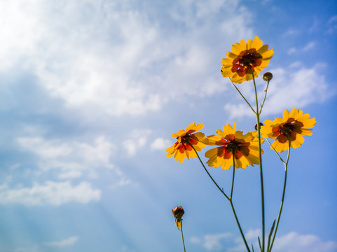 仰拍格桑花