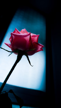 窗前的一支玫瑰