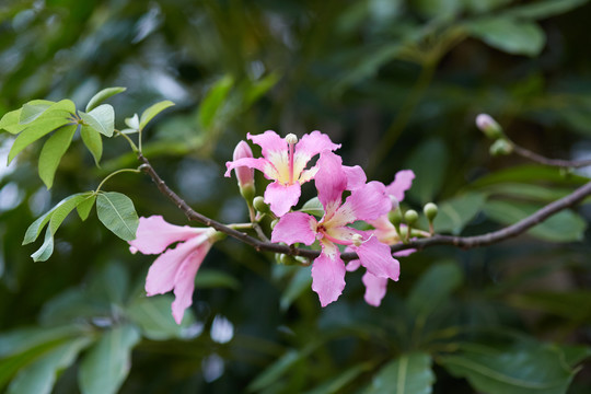 美丽异木棉花