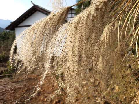 茅草花特写