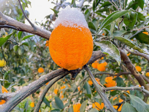 湖南麻阳冰糖橙子