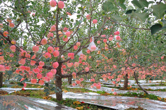 苹果种植基地
