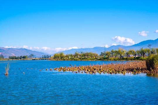 云南鹤庆草海湿地