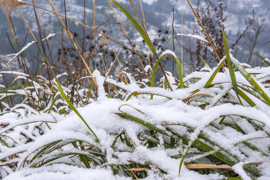 雪景冬天草地茅草